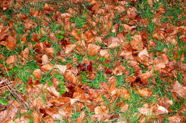 hojas secas en Leon