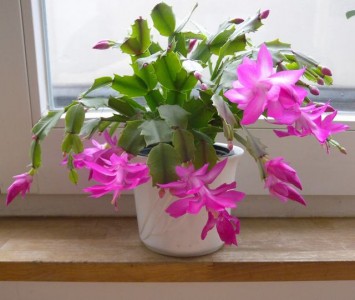 LAS_PLANTAS_DE_INTER_36456634