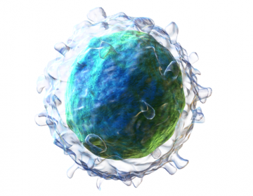 Identificado-un-nuevo-mecanismo-inmunologico-clave-para-el-desarrollo-de-vacunas_image_380