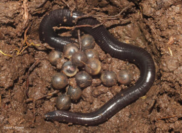 Reconstruyen-las-relaciones-de-parentesco-de-las-cecilias-los-anfibios-mas-desconocidos_image_380