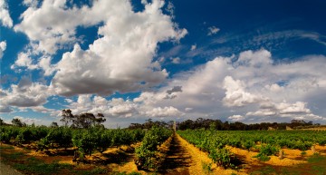 Zwischen Outback und Großstadt: Weintouren im Barossa Valley