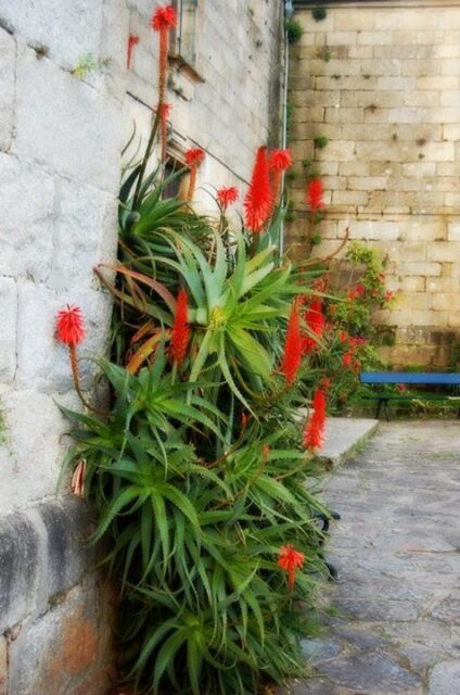 Noia y sus hermosas flores rojas