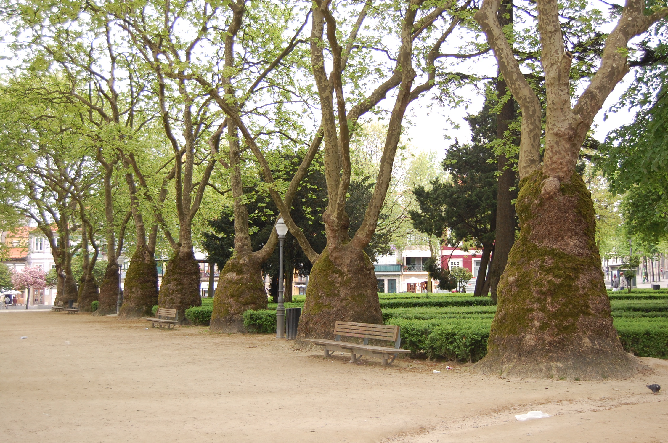 arboles en oporto