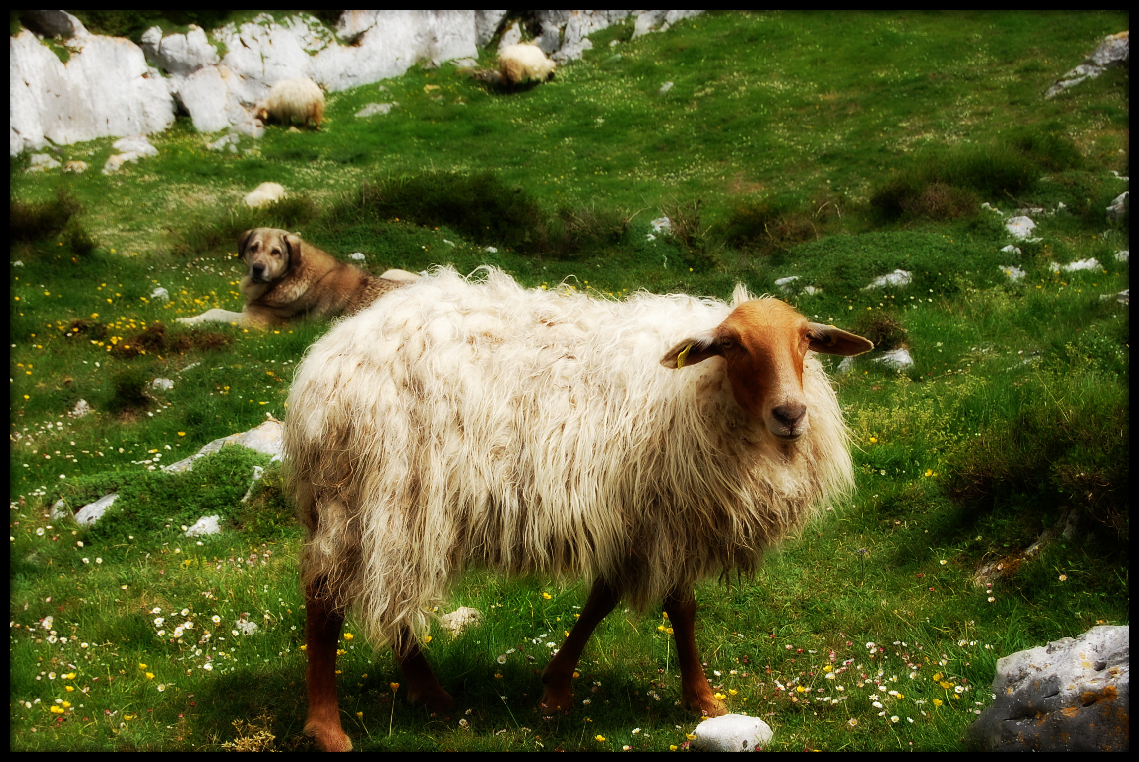 la oveya del monsacro