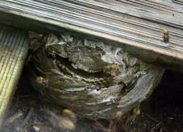 Convivir pacíficamente con mosquitos, abejas y avispas