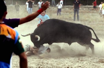 toro de la vega