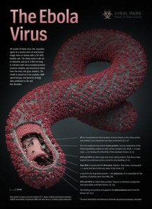 Asi-es-el-virus-del-Ebola_image_380