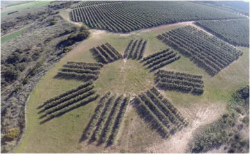 El-diseno-del-olivar-condiciona-su-produccion-y-la-calidad-del-aceite