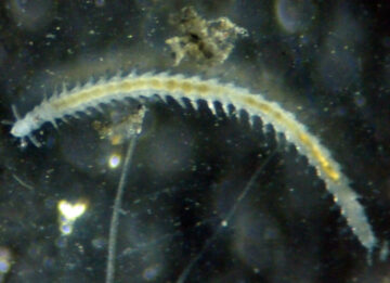 Descubierta-una-nueva-especie-de-gusano-marino-en-la-Antartida_image800_