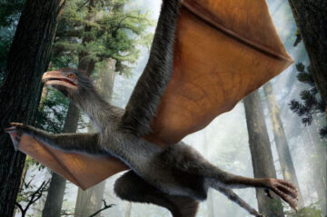 Descubierto-un-pequeno-dinosaurio-chino-con-alas-de-murcielago