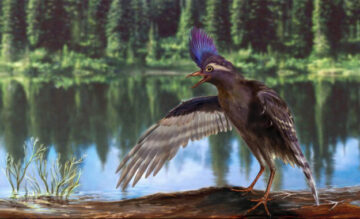 Los-antepasados-de-los-pajaros-vivieron-hace-130-millones-de-anos_image_380