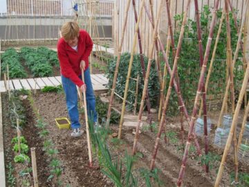 fotonoticia_20150605100802_800