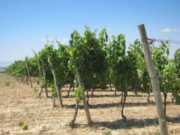 fotonoticia_20150608211226_800