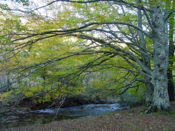 fotonoticia_20150706104722_800