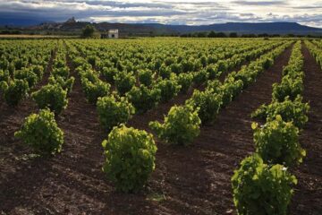 fotonoticia_20150721104545_800