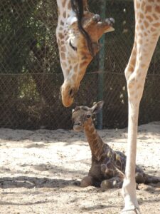 fotonoticia_20150731132017_800