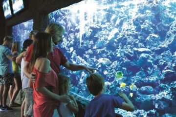 fotonoticia_20150807145136_800