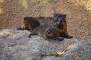 fotonoticia_20150807150406_800