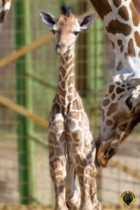 fotonoticia_20150810191035_800