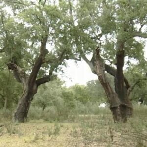 fotonoticia_20150924105029_800