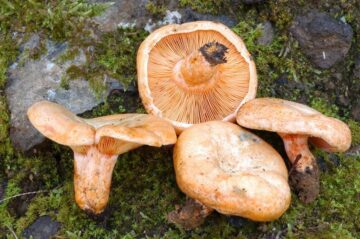 fotonoticia_20151006153956_800