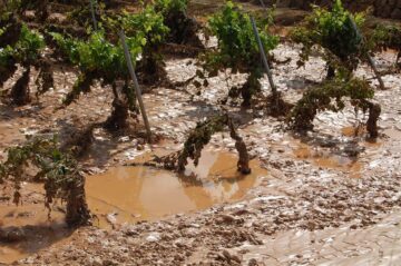 fotonoticia_20151201082500_800