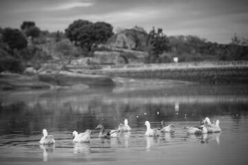 fotonoticia_20160112183916_800