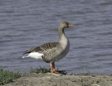 fotonoticia_20160127144304_800