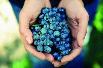 fotonoticia_20160209133455_800