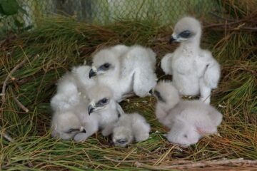 fotonoticia_20160304163751_800