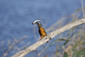 fotonoticia_20160309110854_800