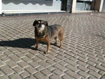 fotonoticia_20160311123816_800