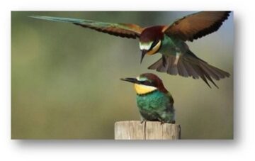 fotonoticia_20160421182201_800