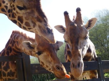 fotonoticia_20160520175937_800