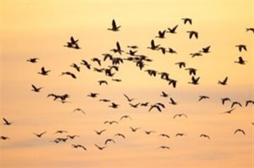 fotonoticia_20160609150542_800