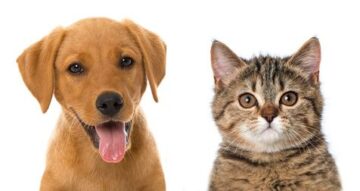 1475487999_estirilizacion_animal