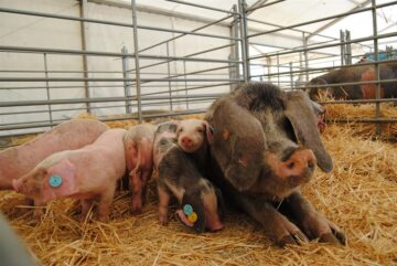 fotonoticia_20161001100447_800