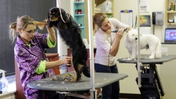como-montar-tienda-de-animales