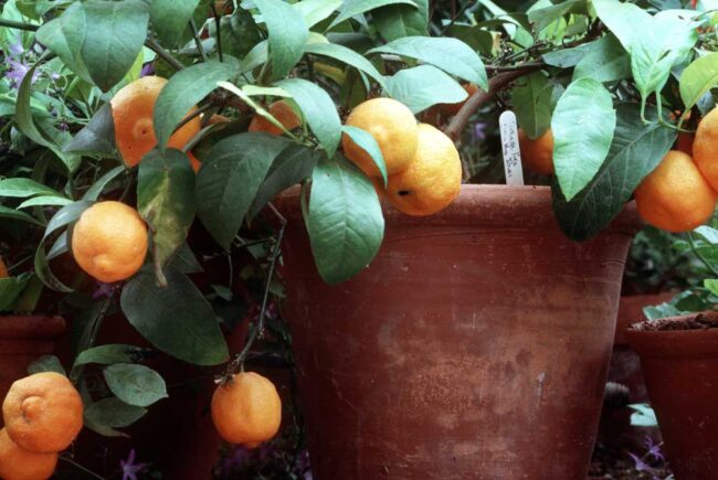 plantas – El Digital de Asturias plantas