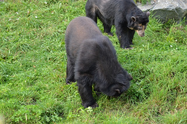 osos andinos 