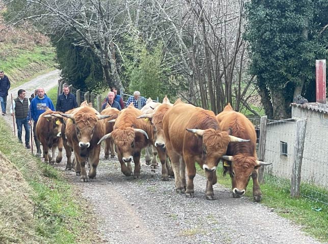 cría de ganado Asturias
