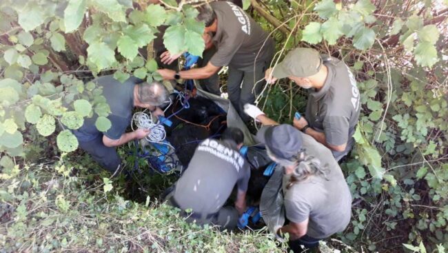 oso pardo herido | El Digital de Asturias oso pardo herido