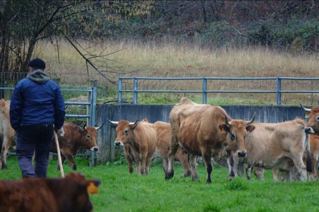 Asturias convoca nuevas ayudas agrarias