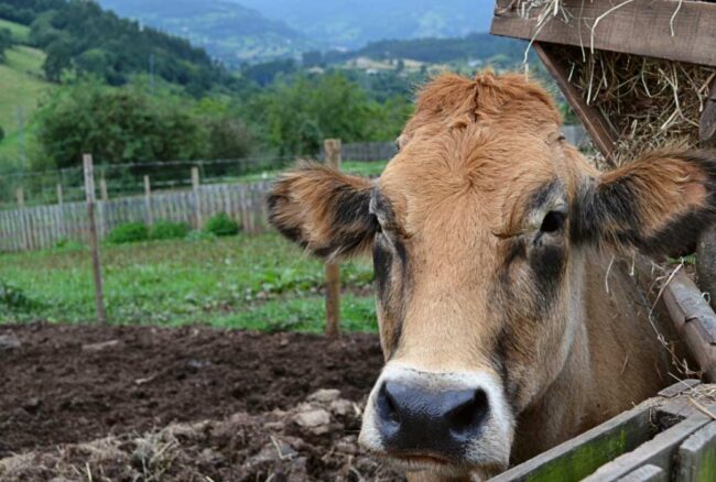 explotaciones agrarias Asturias