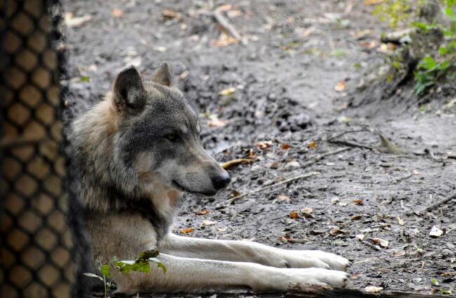 lobo en Asturias
