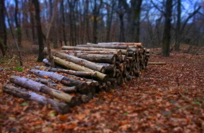 El Principado subasta madera en Tineo | El Digital de Asturias El Principado subasta madera en Tineo