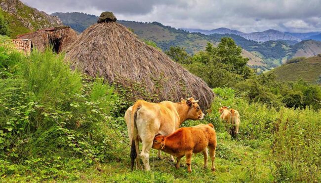 El mercado ganadero de La Pola seguirá suspendido | El Digital de Asturias El mercado ganadero de La Pola seguirá suspendido