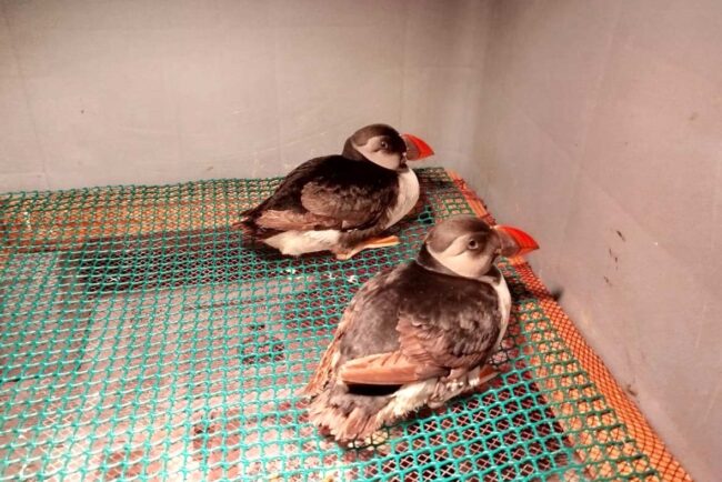 Atención veterinaria a frailecillos atlánticos en Sobrescobio