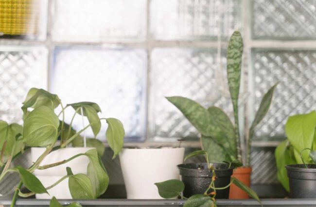 Qué hace que algunas plantas crezcan mejor en casa