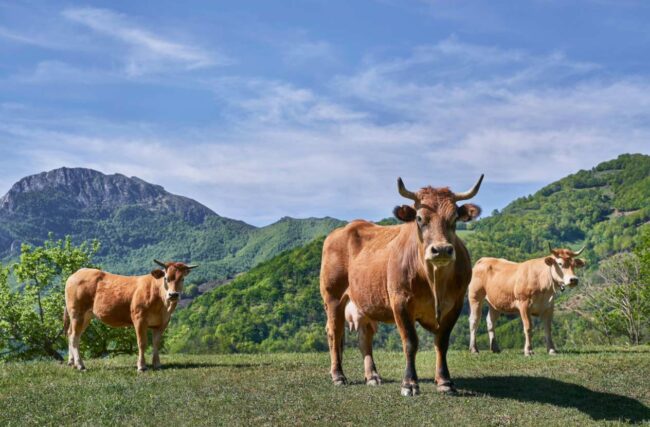 Asturias abona 31 millones en ayudas agrarias de la PAC | El Digital de Asturias Asturias abona 3,1 millones en ayudas agrarias de la PAC
